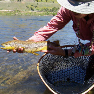 Missouri River Brown Trout