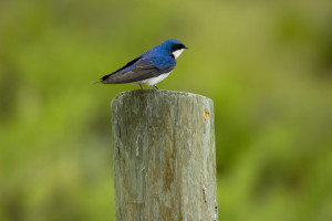 wildlifephotography