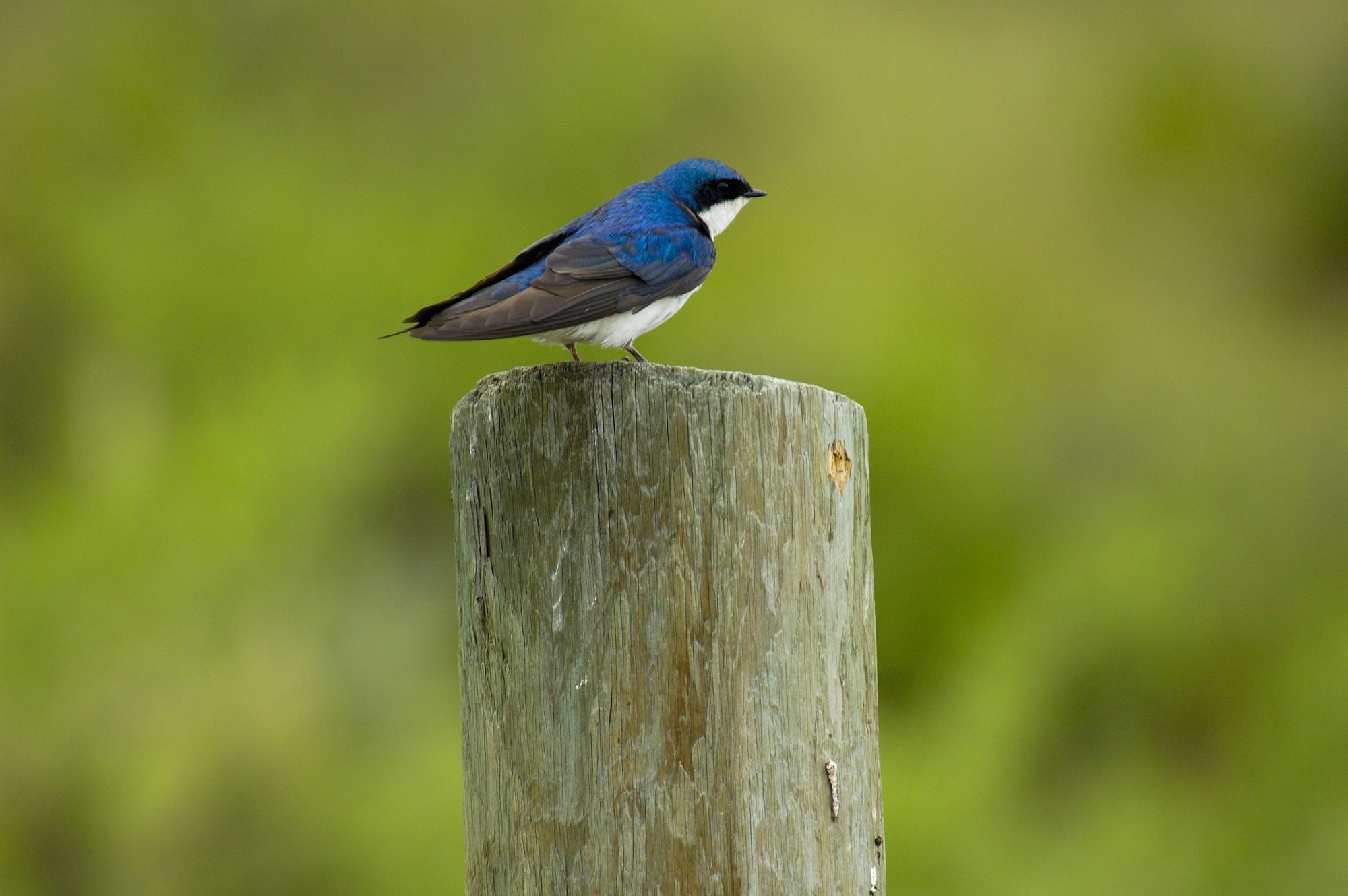 Montana Blue Bird birding near the Missouri River