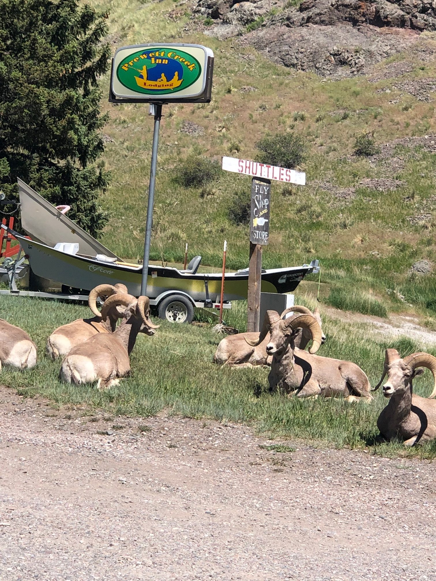 Bighorn Sheep at Prewett Creek Inn in Montana